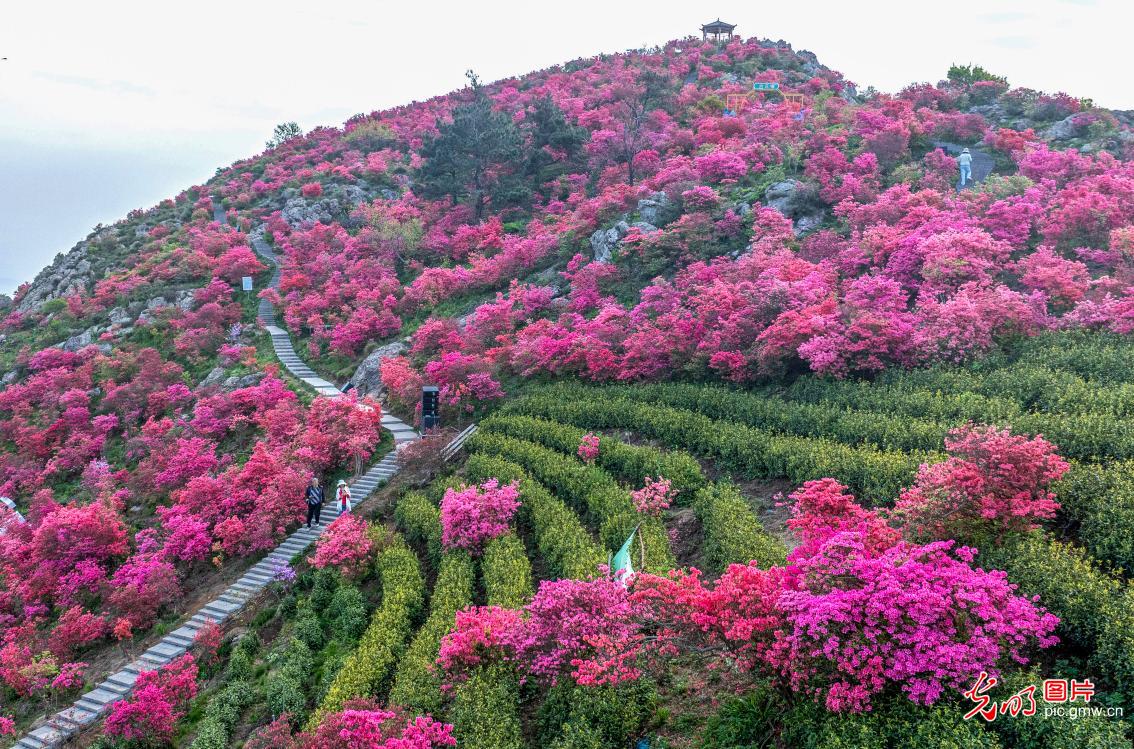 杜鹃花海茶飘香